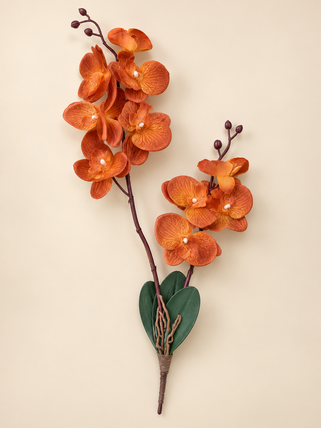 Orange Orchids