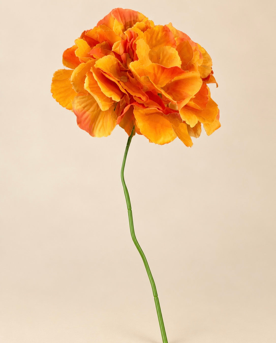Orange Hydrangea