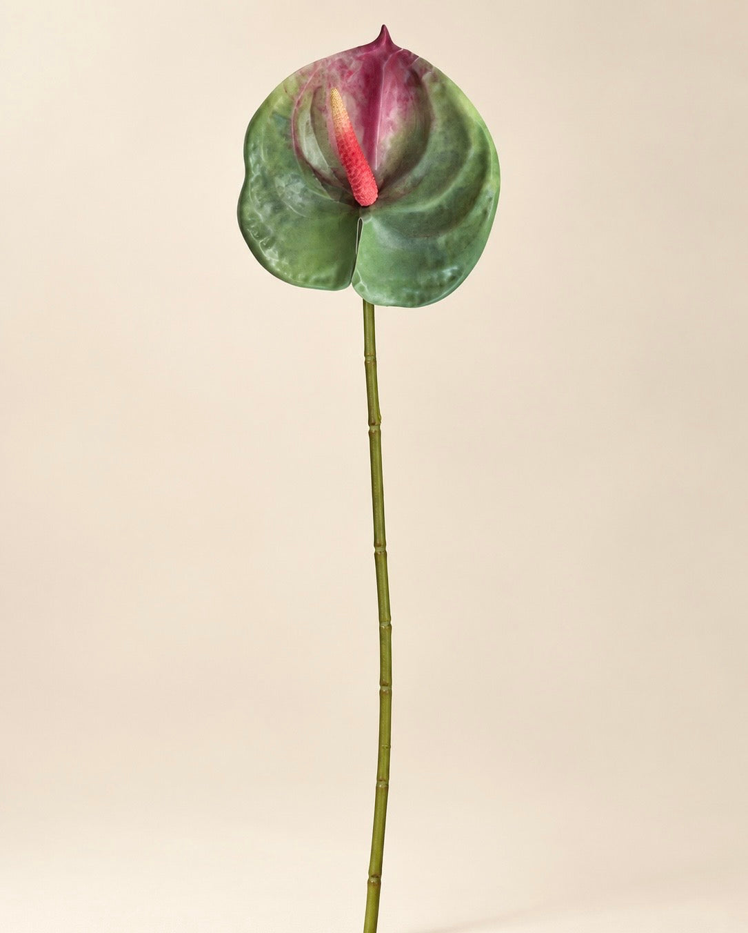 Green Anthurium