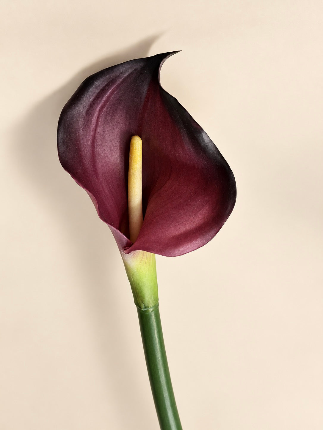 Dark Calla Lily