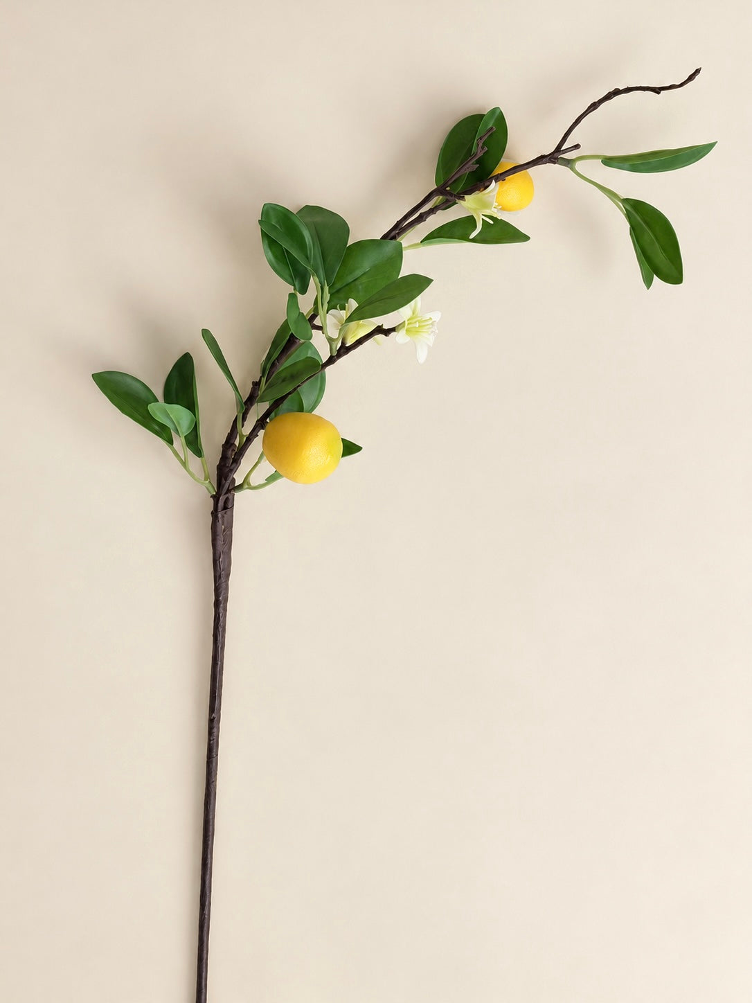 Lemon Branch