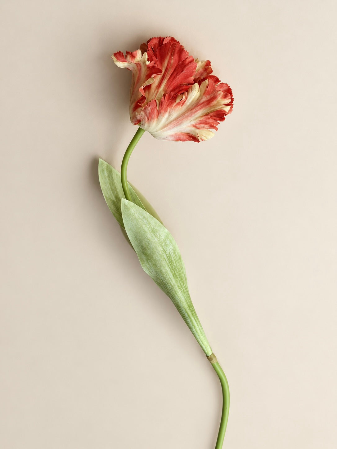 Parrot Tulip
