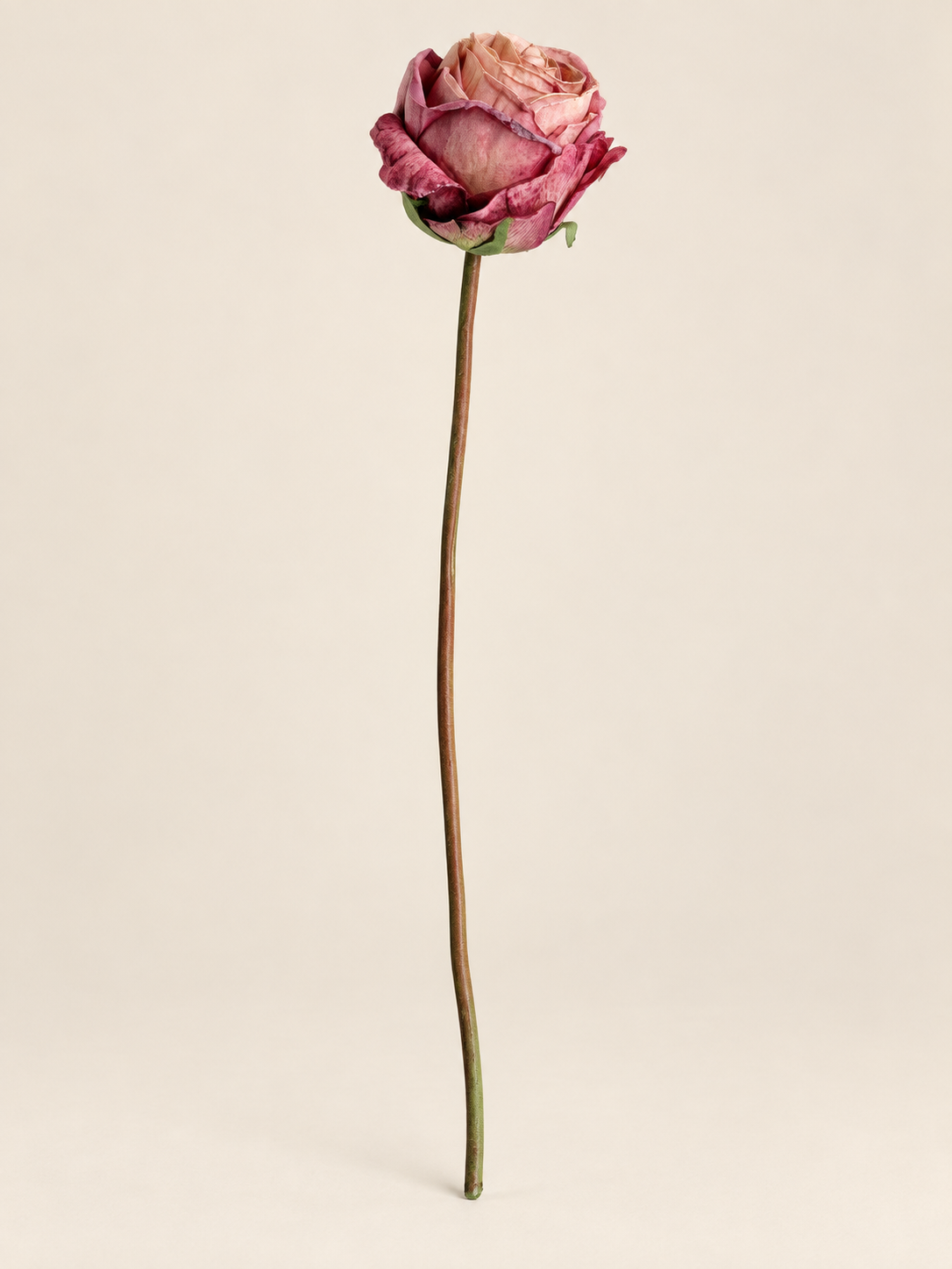 Pink Rose