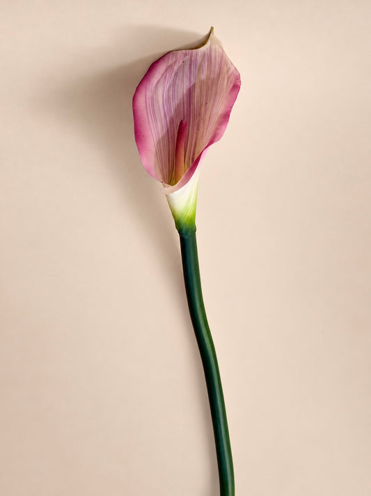 Pink Calla Lily