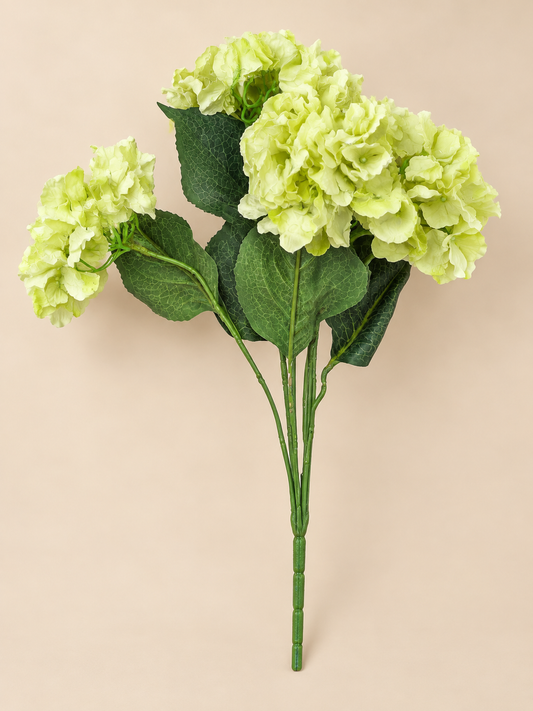 Green Hydrangea