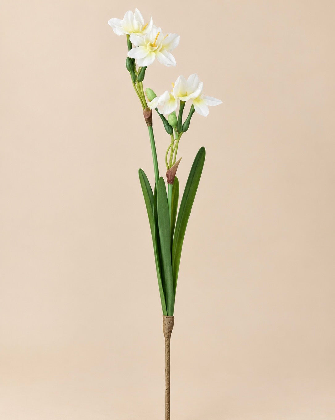 Narcissus