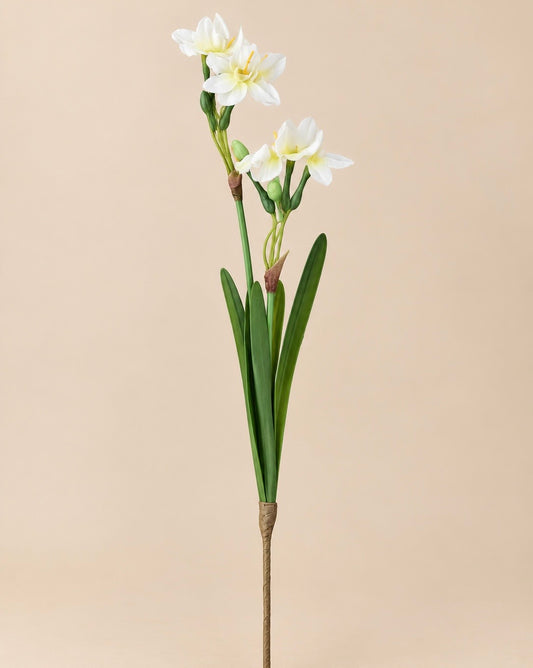 Narcissus