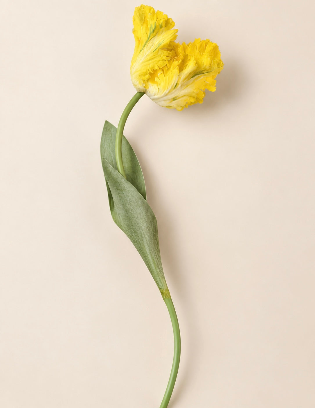 Parrot Tulip