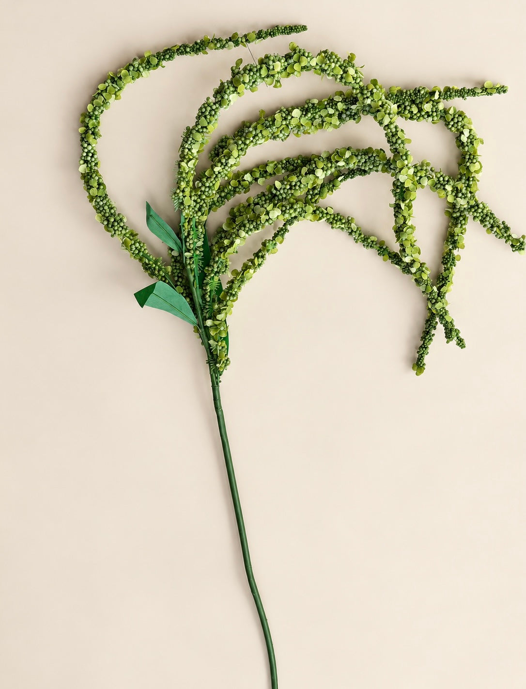Seeded Eucalyptus