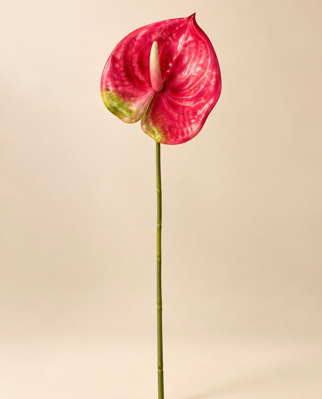 Pink Anthurium