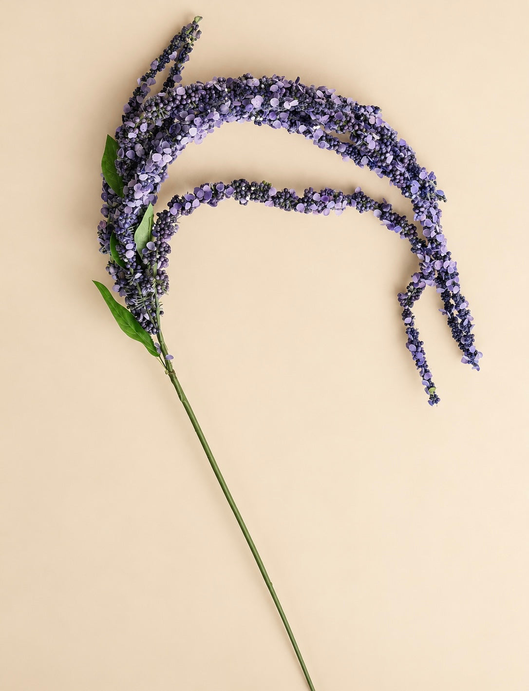 Trailing Lavender