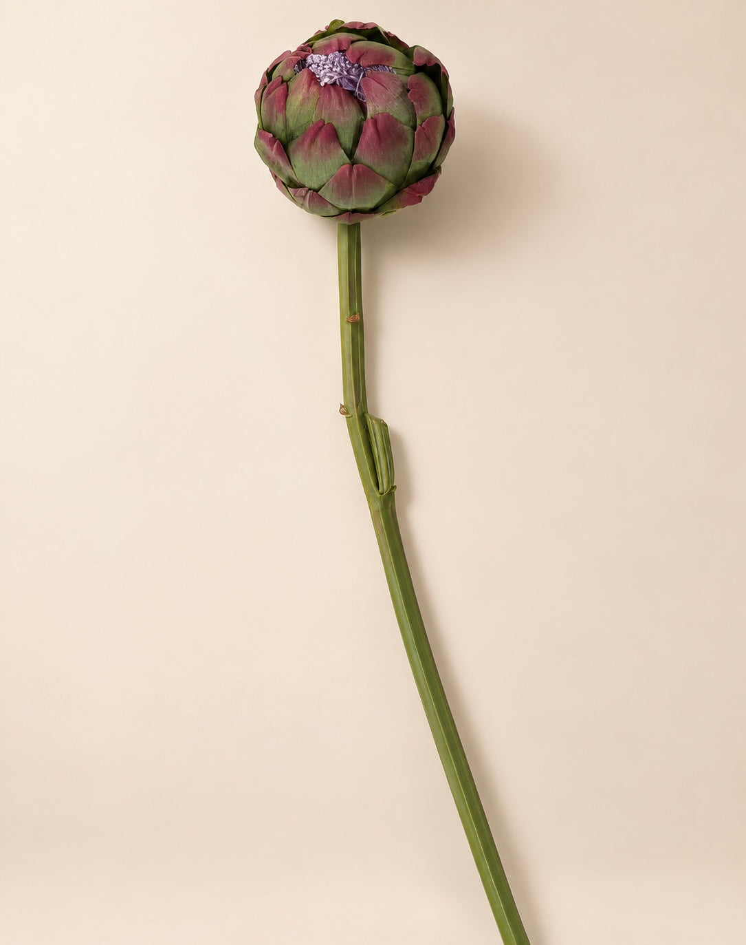 Artichoke