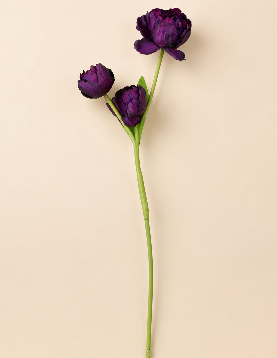 Purple tulip