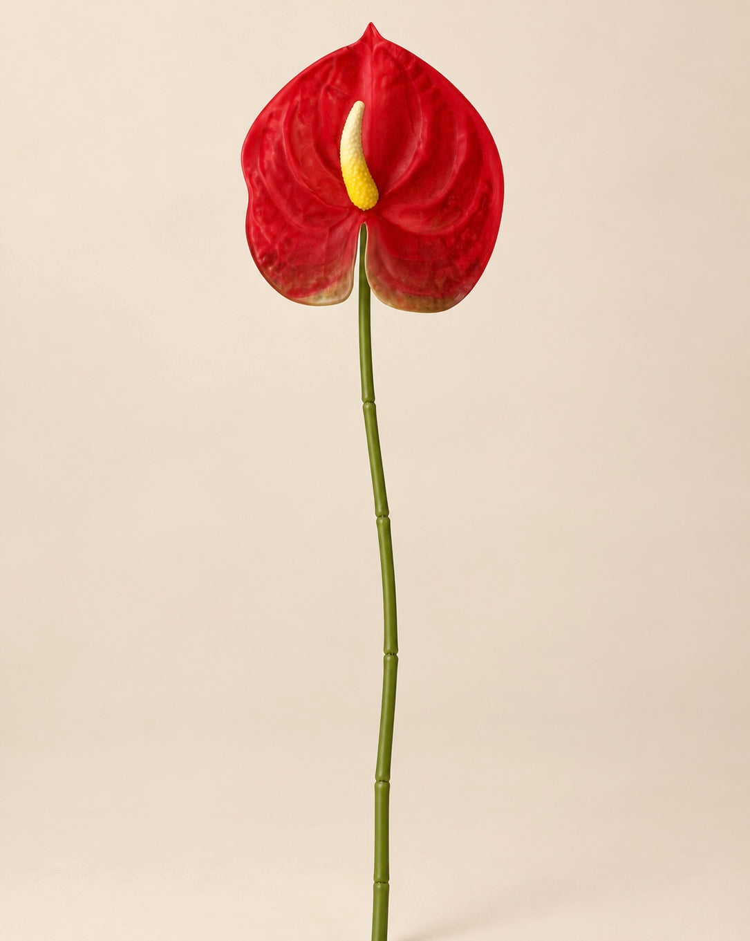 Red Anthurium