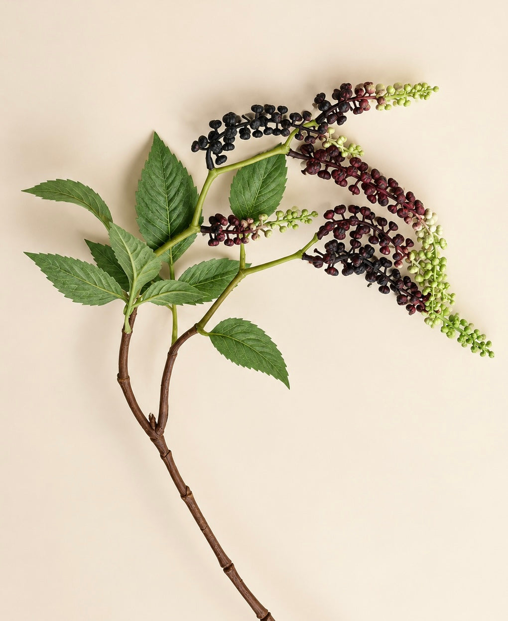 Black Elderberry
