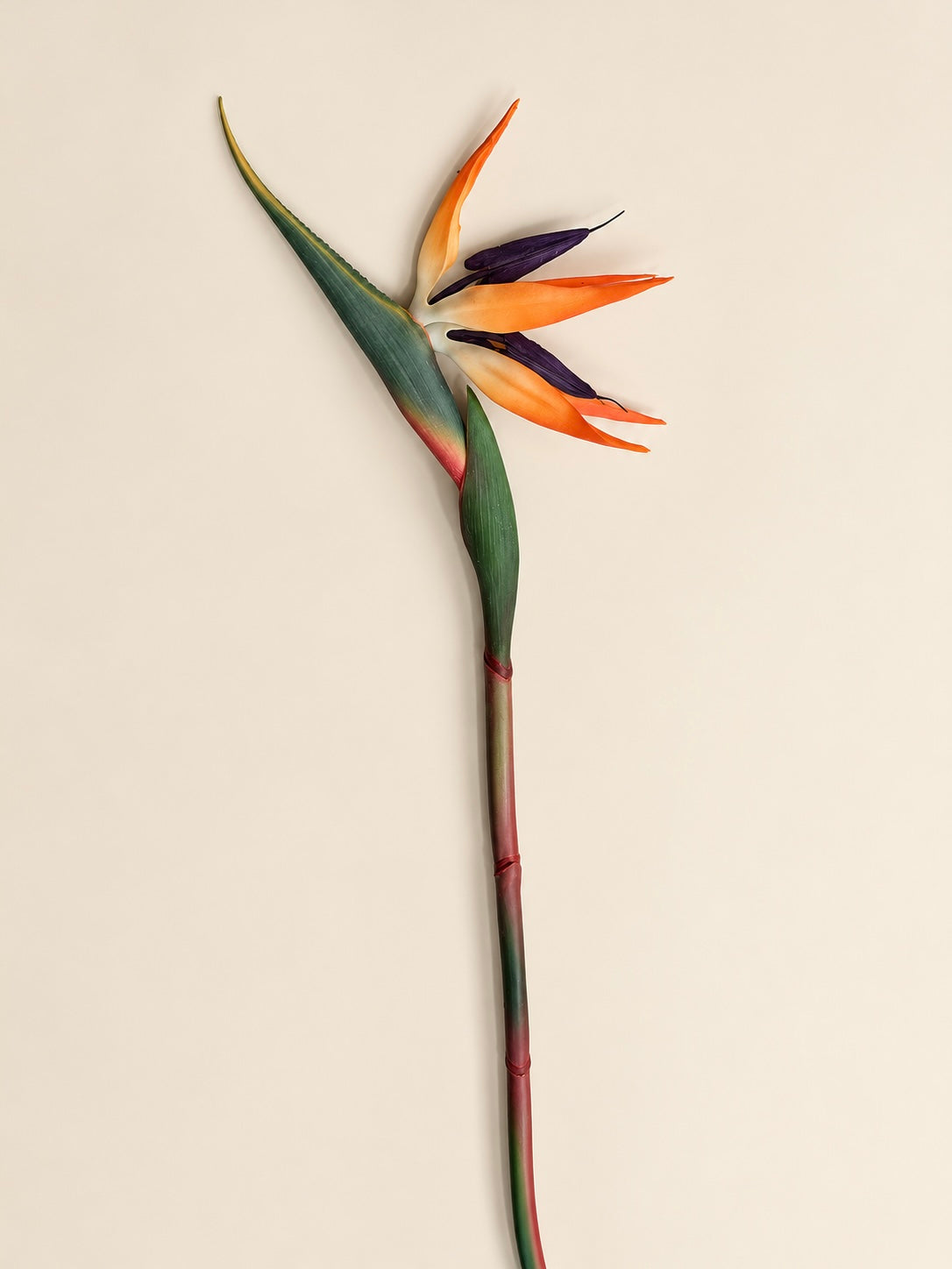 Bird of Paradise
