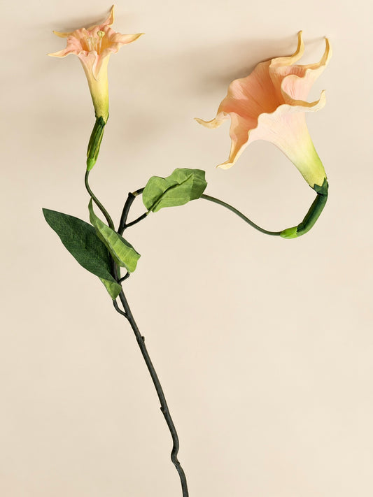 Brugmansia