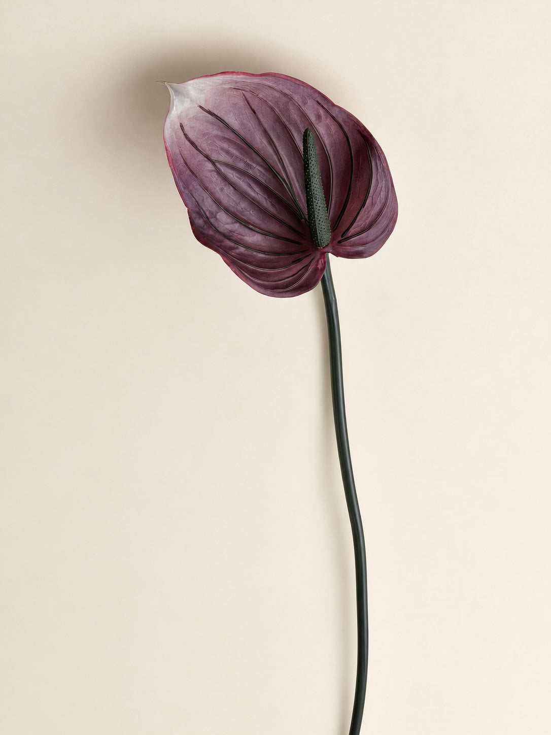 Purple Anthurium