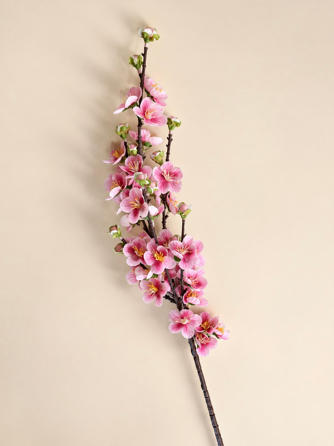 Cherry Blossom