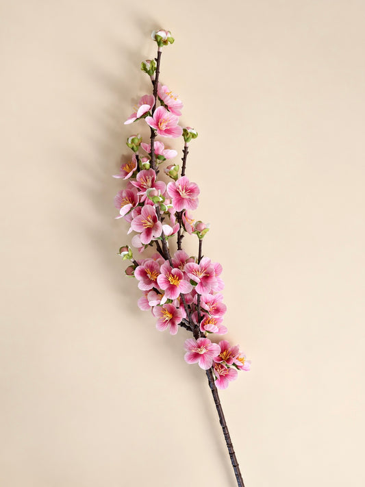 Cherry Blossom