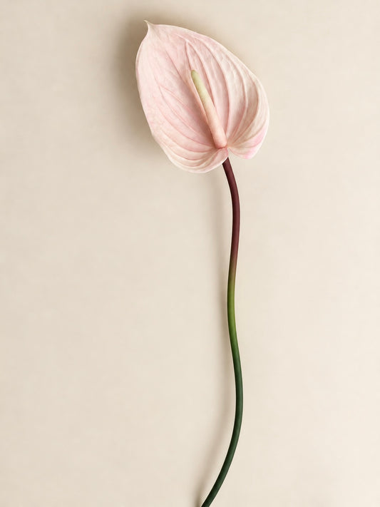 Pink Anthurium